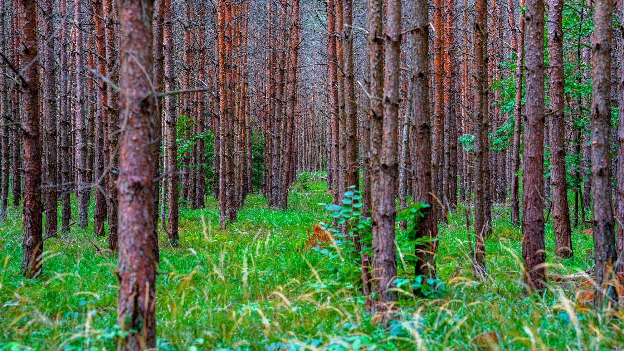 Wśród natury - zdjęcie 26