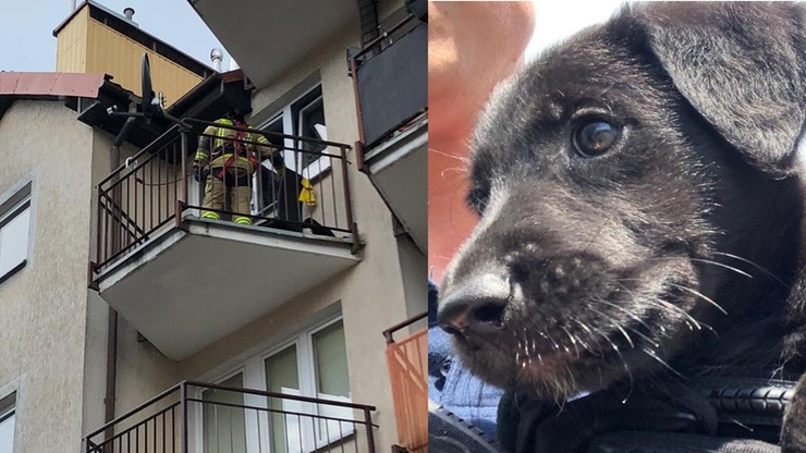 Zostawił psa na nagrzanym balkonie. Pomogła straż z wysięgnikiem
