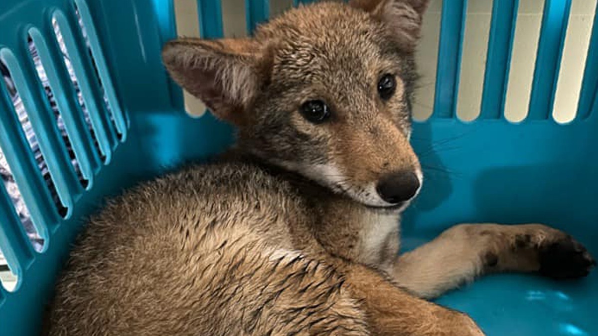 USA: Kojot przez dwa dni szukał pomocy. Jego głowa utknęła w pojemniku