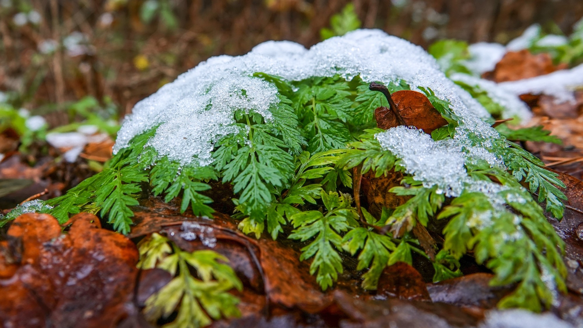 Pierwszy śnieg - zdjęcie 19