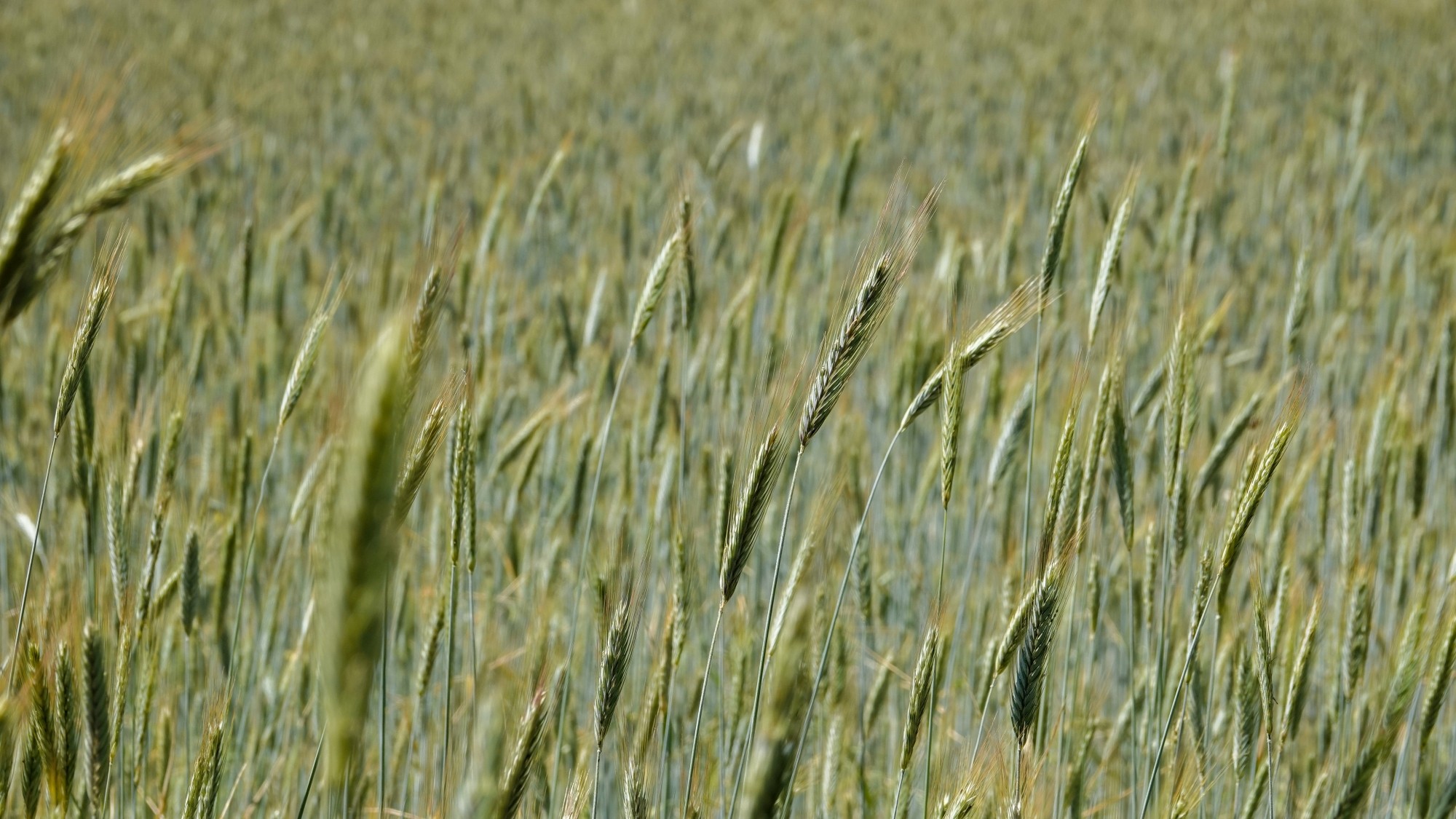 Lato w plenerze - zdjęcie 28