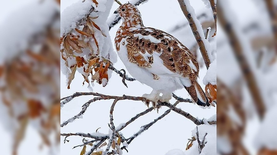 Fot. Facebook / Severe Weather Europe / Sedam Houcein.