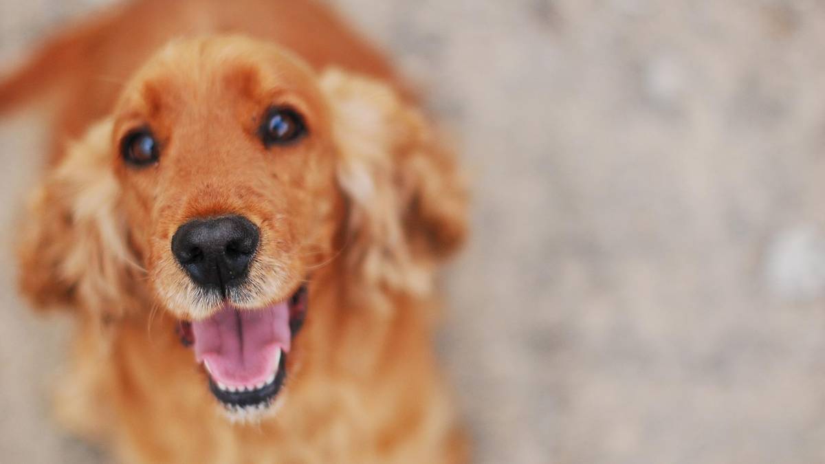 Chcesz wyjątkowej więzi ze swoim psem? Cocker spaniel to idealny wybór