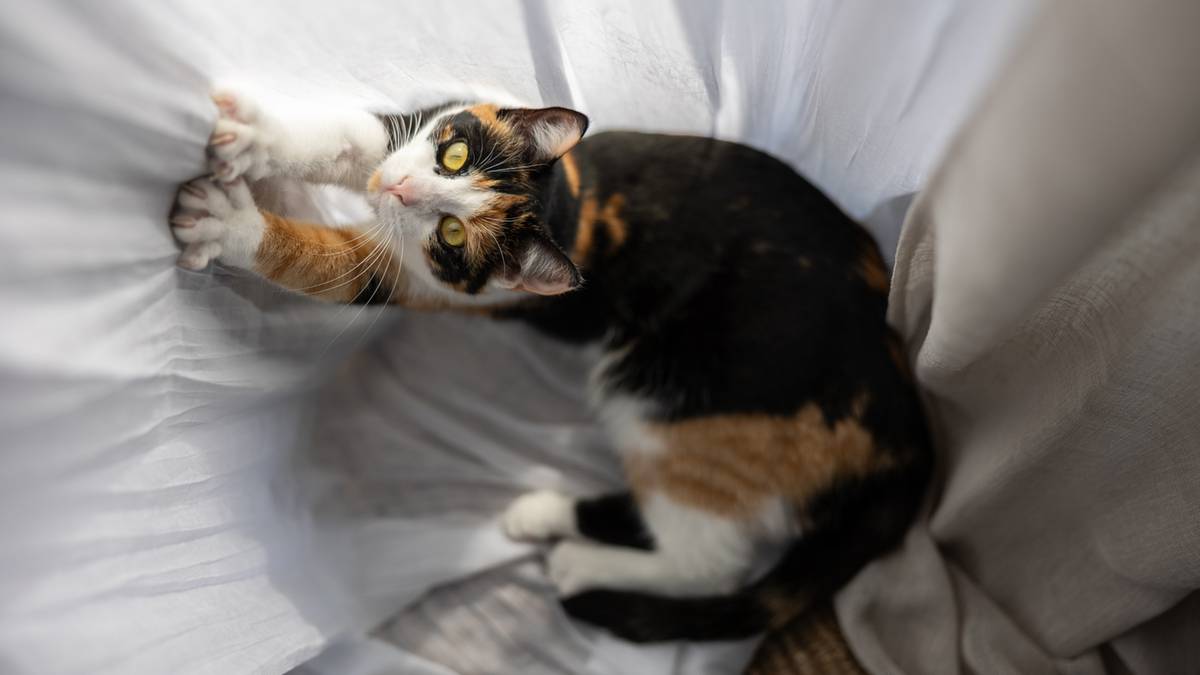 Badania genetyczne kocich nowotworów mogą pomóc w leczeniu raka u ludzi