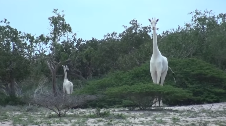 Zabito niezwykle rzadkie białe żyrafy. Została już tylko jedna
