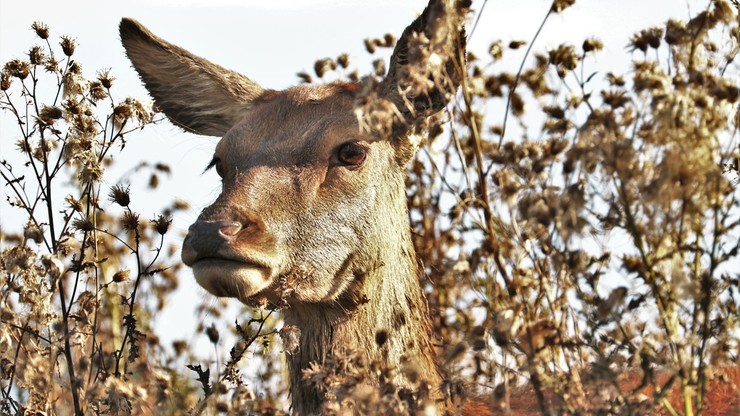 Hiszpania. W polowaniu zastrzelono 450 zwierząt, ekolodzy mówią o masowym zabijaniu