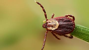 Zbliżenie na kleszcza Hyalomma siedzącego na źdźble trawy.