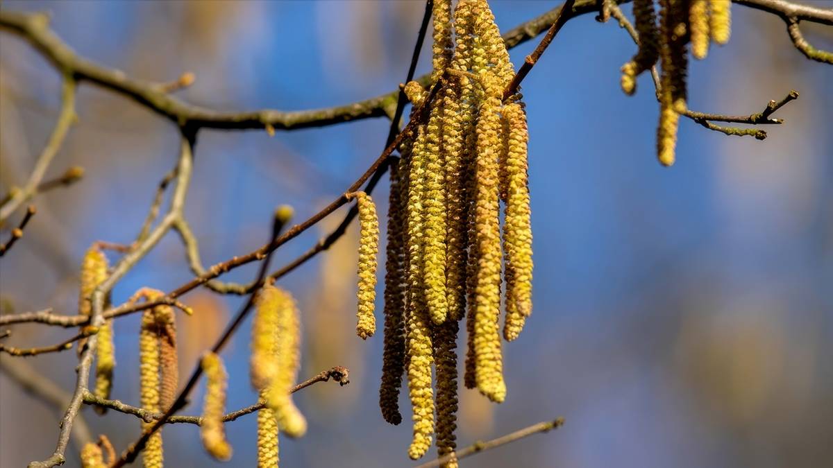 Leszczyna zaczęła uwalniać uczulający pyłek. Fot. TwojaPogoda.pl