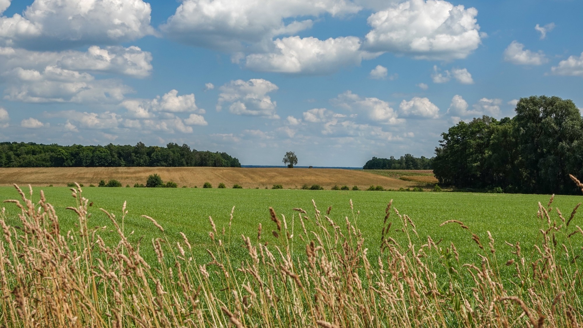 Środek lata w plenerze - zdjęcie 40