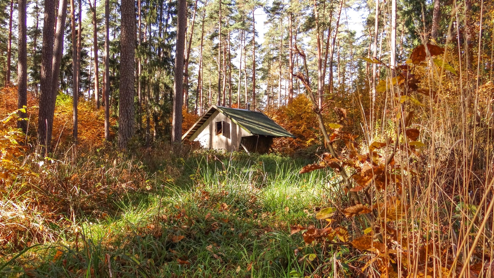 Urocze zakątki w lasach - zdjęcie 39