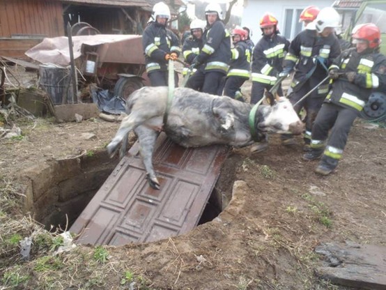 Krowa w studni. Strażacy wyciągnęli ją na drzwiach
