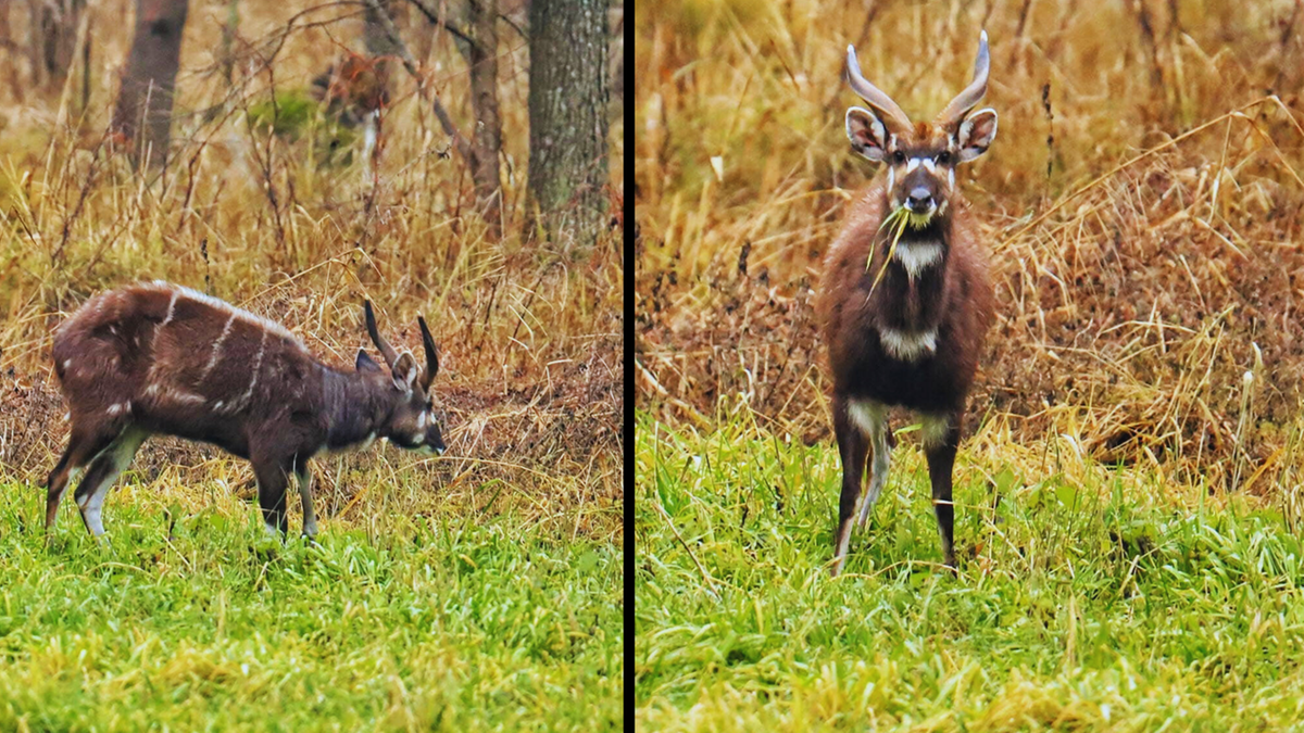 Sitatunga sawannowa biega po lasach na północy Polski. Ważny apel fundacji