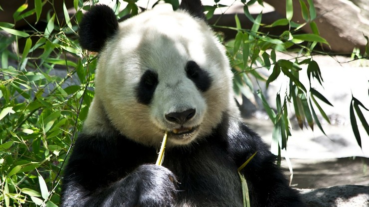 Chiny ogłaszają: pandy wielkie nie są już na liście zagrożonych gatunków