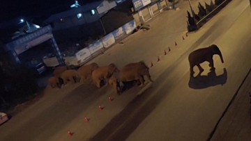 Słonie wędrują przez Chiny. Przeszły setki kilometrów