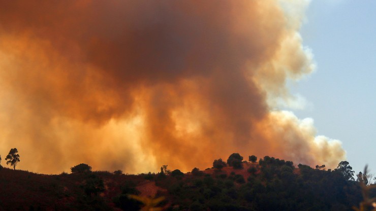 Pożary lasów w hiszpańskiej Andaluzji. Zginęły dziesiątki zwierząt