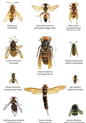 WSDA opublikowało plakat pokazujący, jak wygląda azjatycki gigantyczny szerszeń i jego zauważalna różnica wielkości w porównaniu do kilku innych owadów