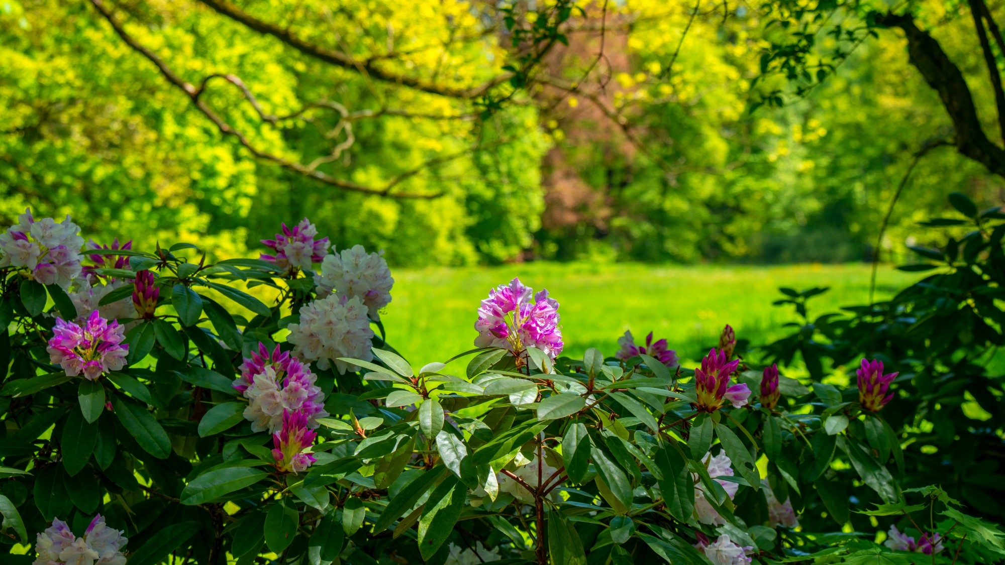 Zachwycający maj - zdjęcie 25