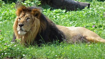 Japonia. Zginął pracownik zoo. Nie zdążył zamknąć klatki z lwem