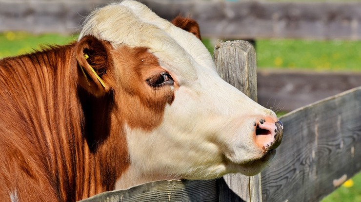 Badanie: krowy optymistki wyrastają z optymistycznych cielaków