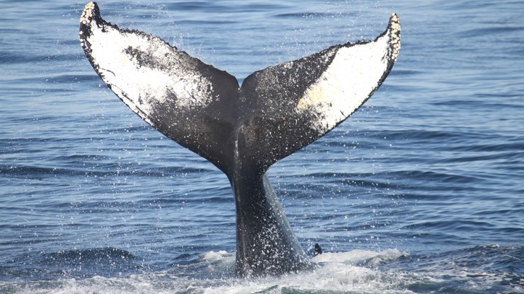 Japoński rząd chce zwiększyć połowy wielorybów