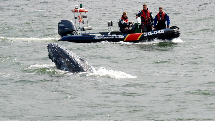Wieloryb zaplątał się w sieć rybacką w Zatoce Gdańskiej. Zobacz akcję jego uwalniania