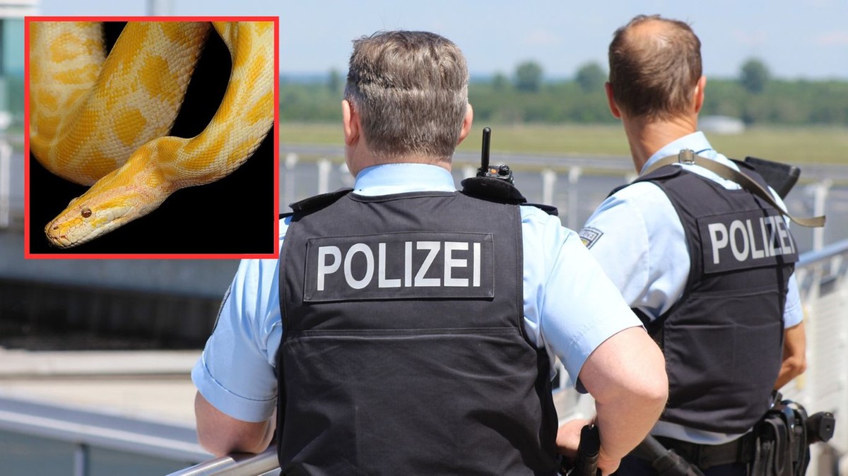 Niemcy: Spacerował po mieście z pytonem. Chciał, aby wąż zażył świeżego powietrza