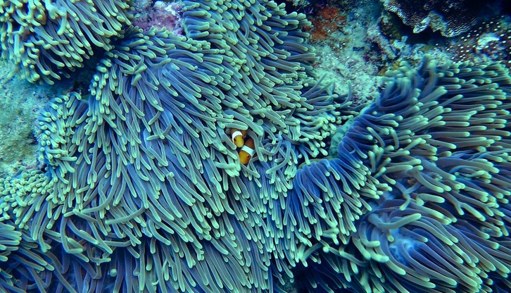 Nieodwracalne zniszczenia Wielkiej Rafy Koralowej. Naukowcy alarmują