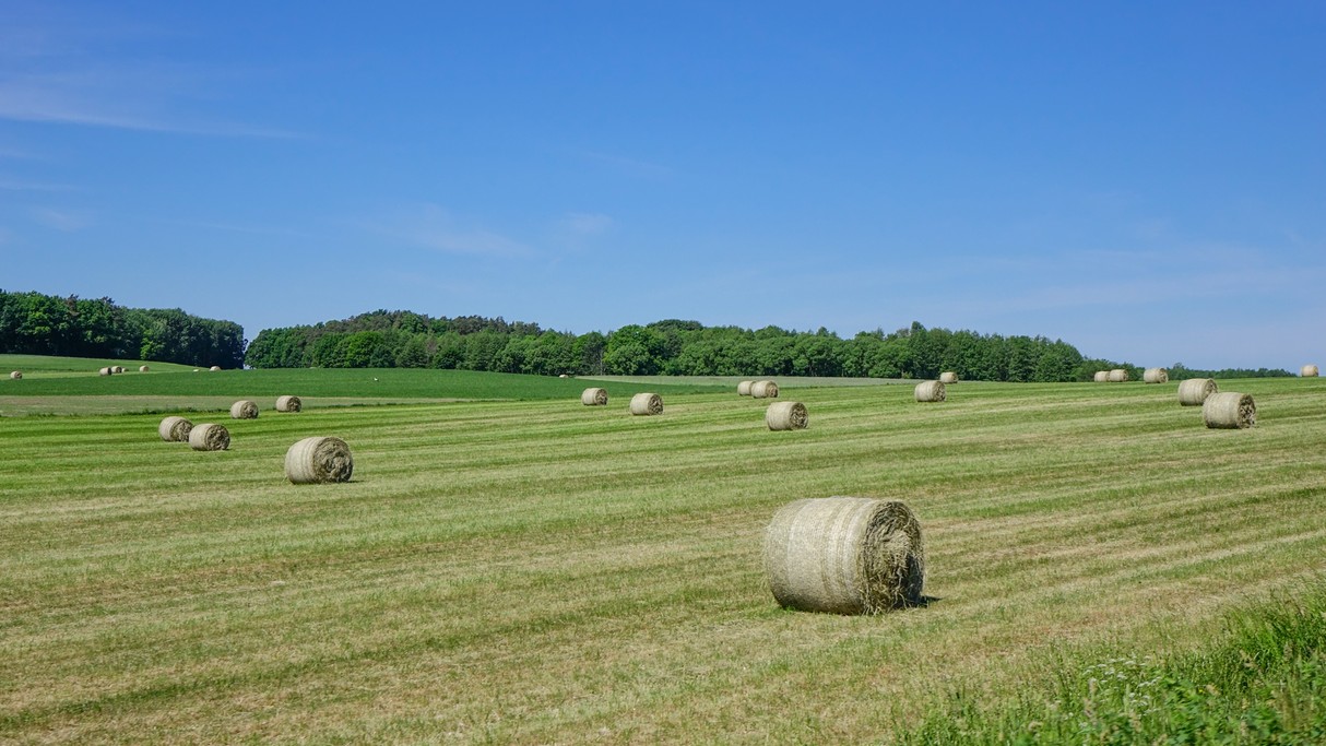 Czerwiec w obiektywie - zdjęcie 16