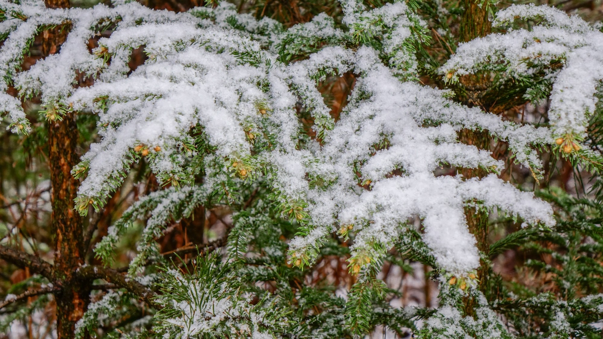 Zima w maju - zdjęcie 4
