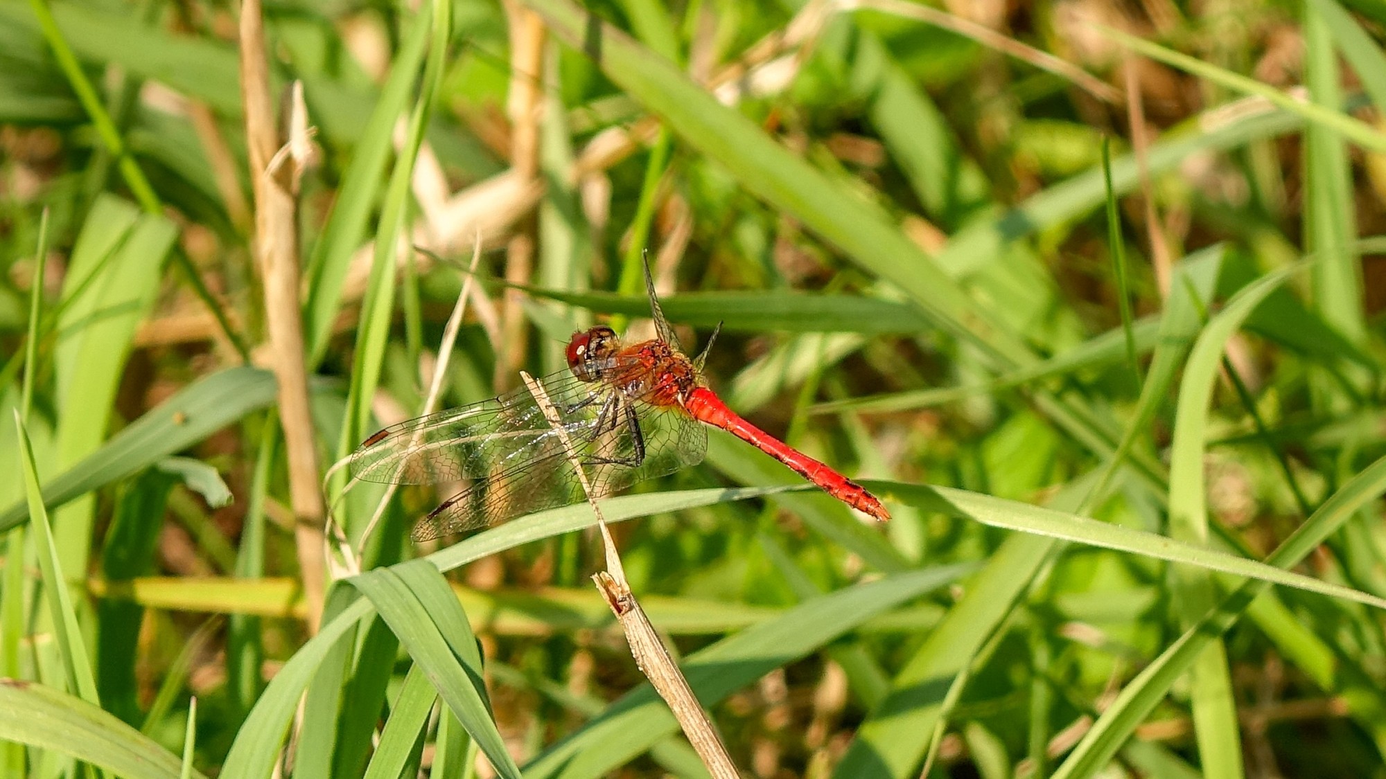Z kamerą wśród zwierząt - zdjęcie 71