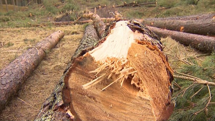 Nowela ustawy o wycince drzew ponownie do podkomisji