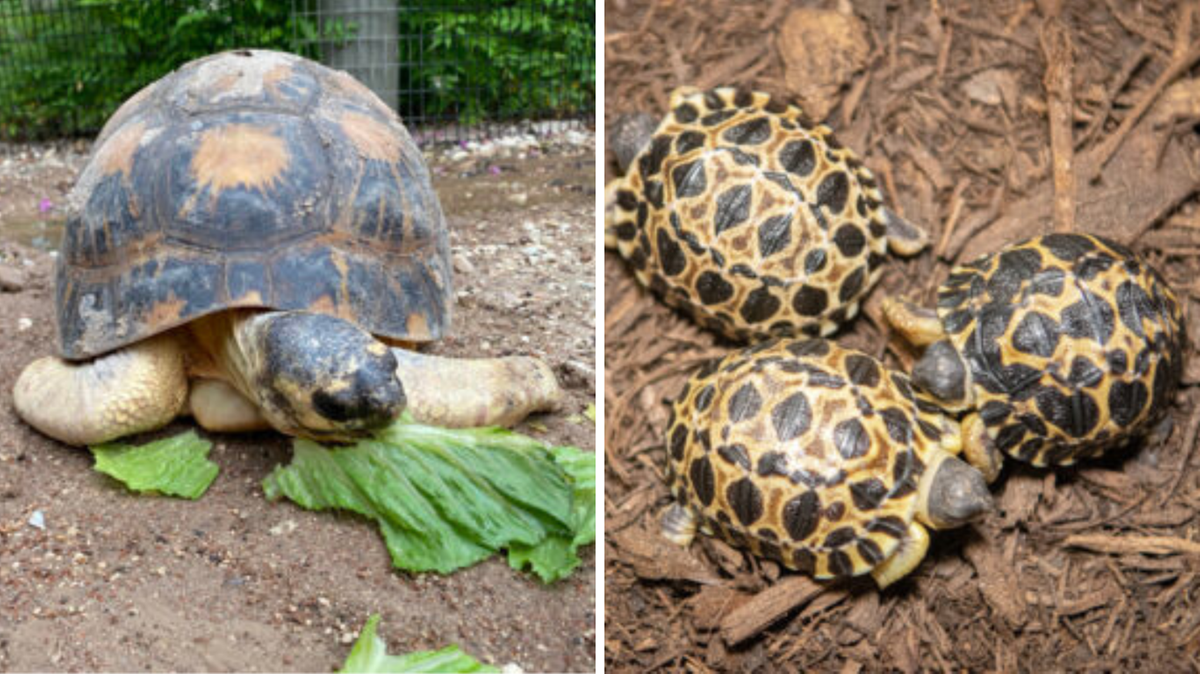 USA. 90-letni żółw promienisty doczekał się potomstwa. To krytycznie zagrożony gatunek