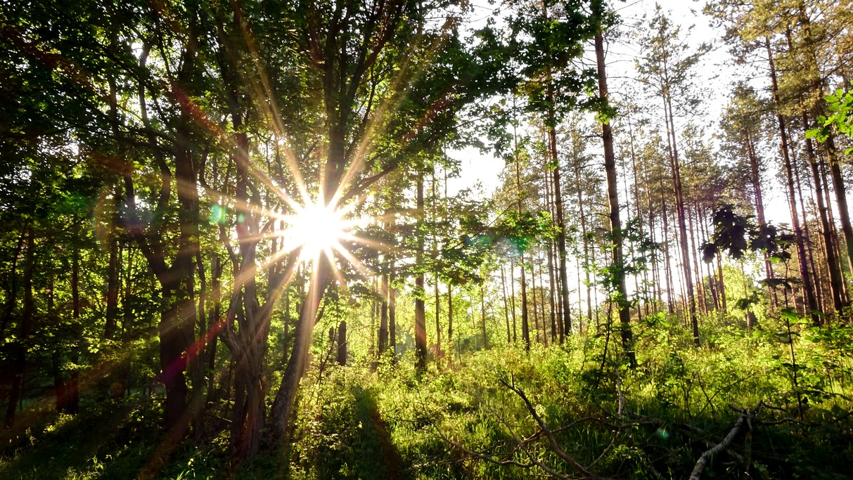 Maj w obiektywie - zdjęcie 14