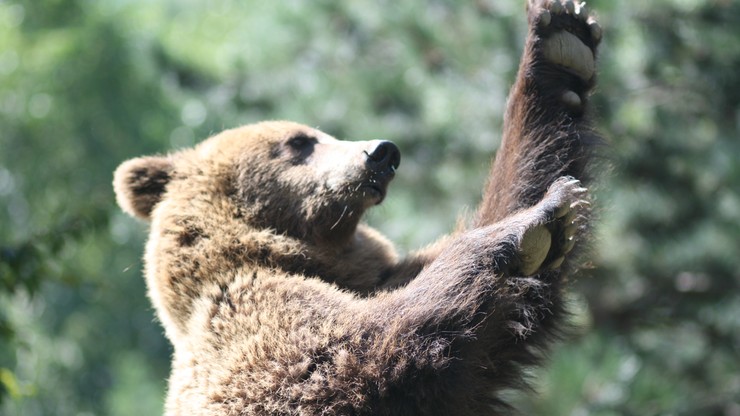 Zamiast biernie leżeć, zaczął walczyć. 44-letni rosyjski grzybiarz odpędził niedźwiedzicę gołymi rękami