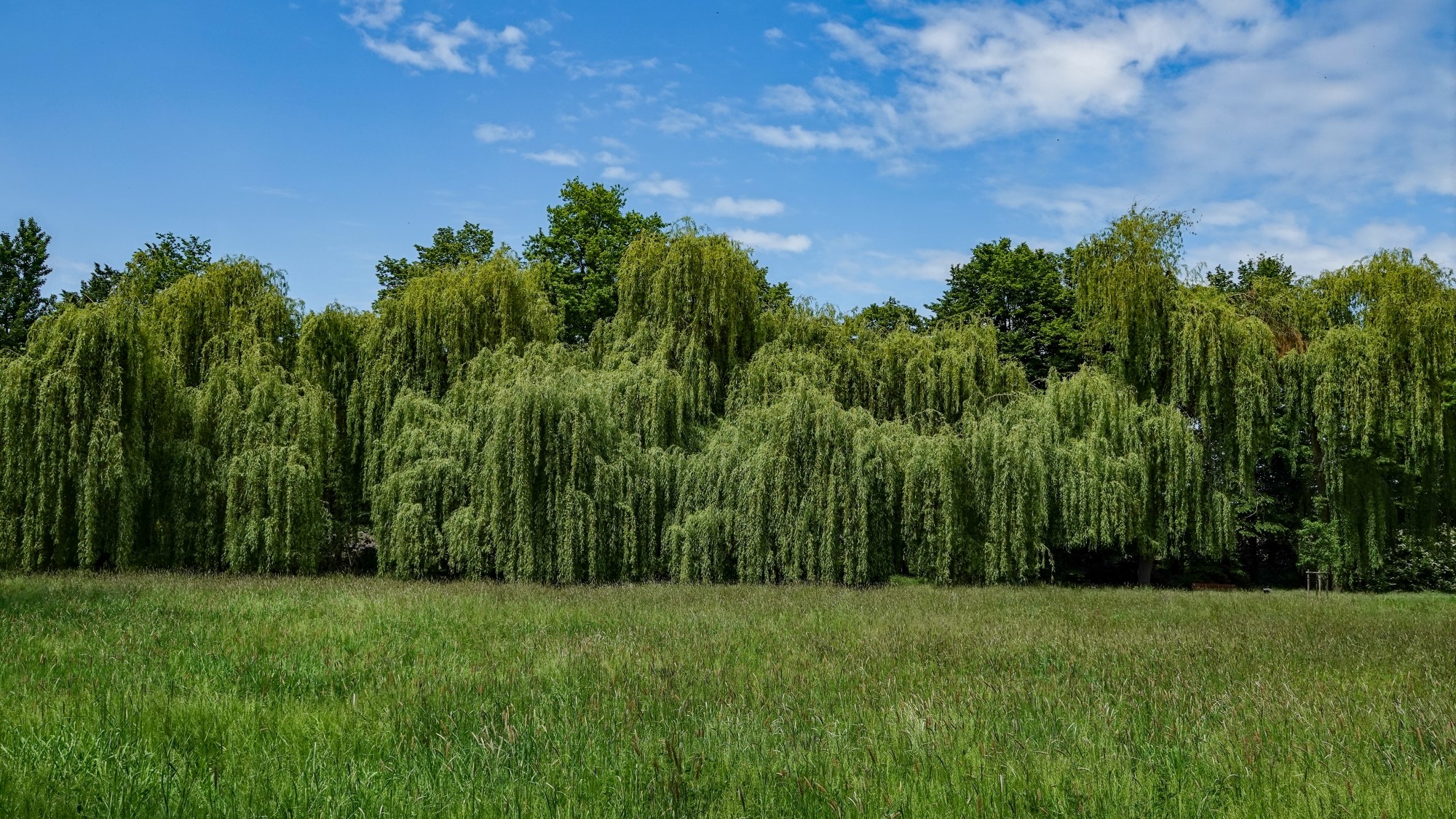 Uroki zielonej pory roku - zdjęcie 71