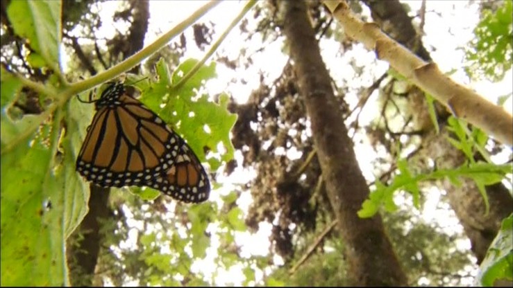 Niezwykła wędrówka motyli monarchów