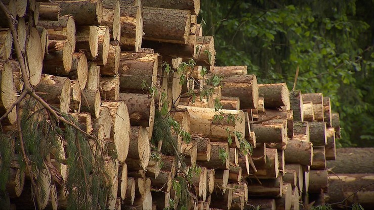 Szydło: sanitarne usuwanie drzew z Puszczy Białowieskiej ma puszczę uratować