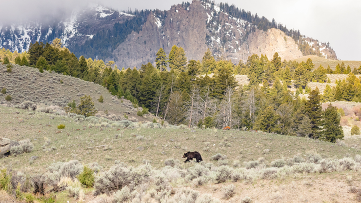 USA. Niedźwiedź zaatakował turystę w Yellowstone