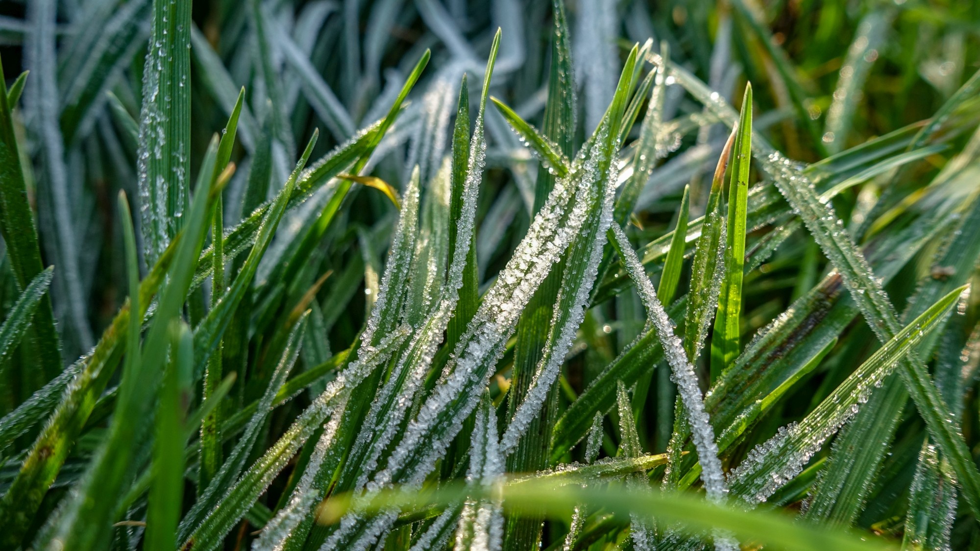 Szron pod lupą - zdjęcie 12