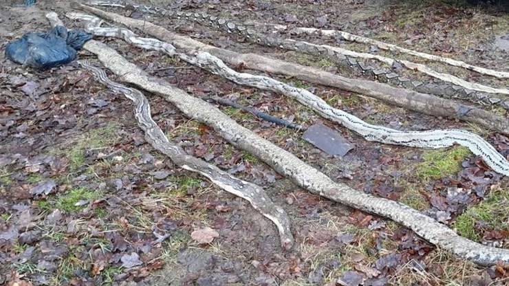 Tarnów Podgórny. Osiem martwych pytonów i węży boa na leśnej ścieżce. Policja szuka właściciela