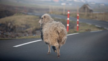 Sheep View, czyli owce kręcą filmy, by wypromować wyspy