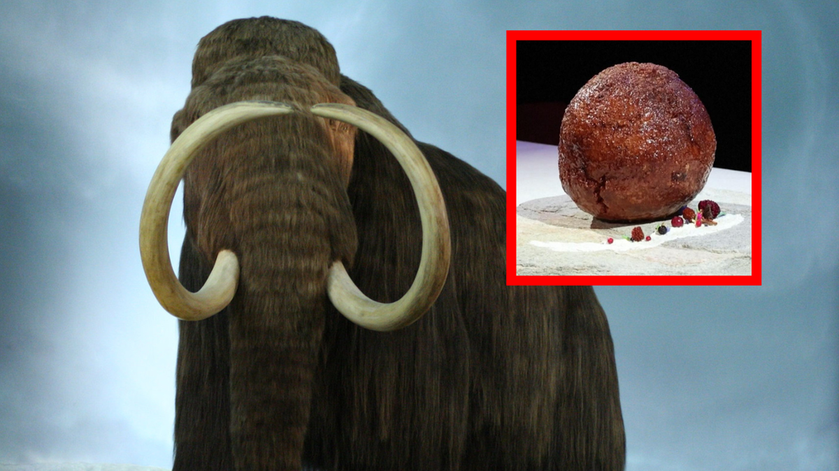 Australijscy naukowcy wyhodowali mięso z mamuta włochatego i zrobili z niego klopsa