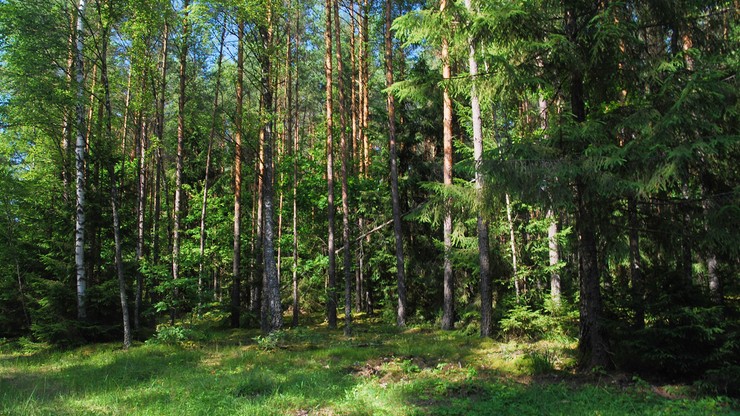 Greenpeace o wycince w Bawarii: w niektórych lasach zagrożonych kornikiem można stosować tę metodę