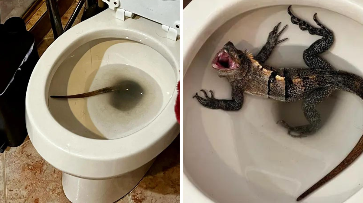 Floryda. W toalecie znalazł iguanę. "Agresywnie syczała"