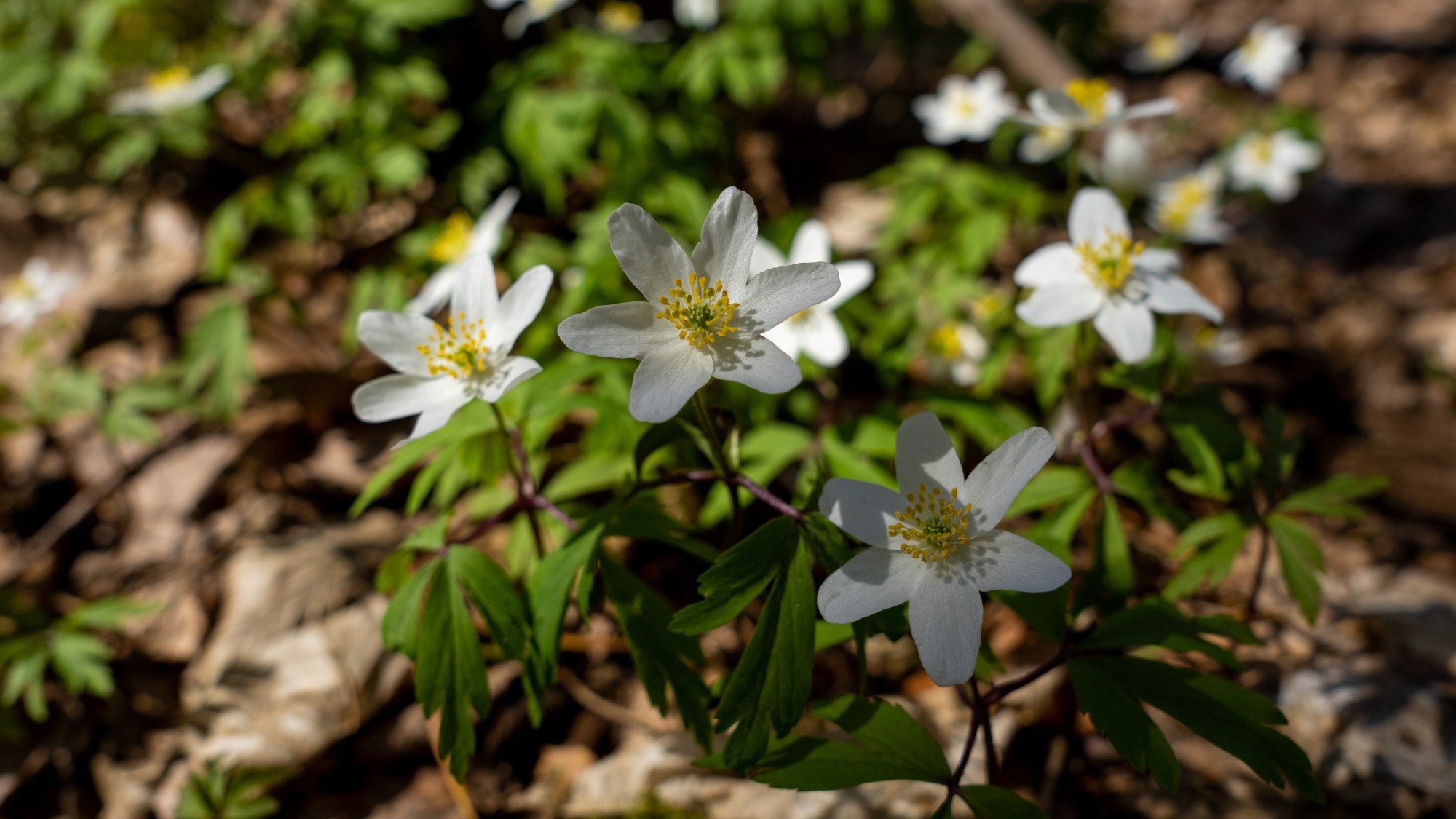 Miejska przyroda - zdjęcie 20