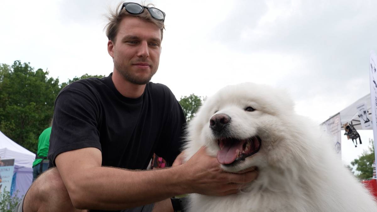 Mężczyzna kuca obok dużego, białego psa rasy samoyed, prezentujący przyjazną interakcję.