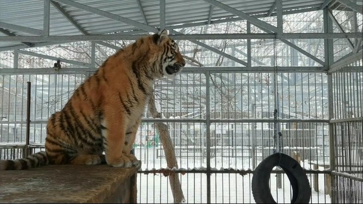 Nietypowa atrakcja rosyjskiego zoo. Tygrys, który... śpiewa