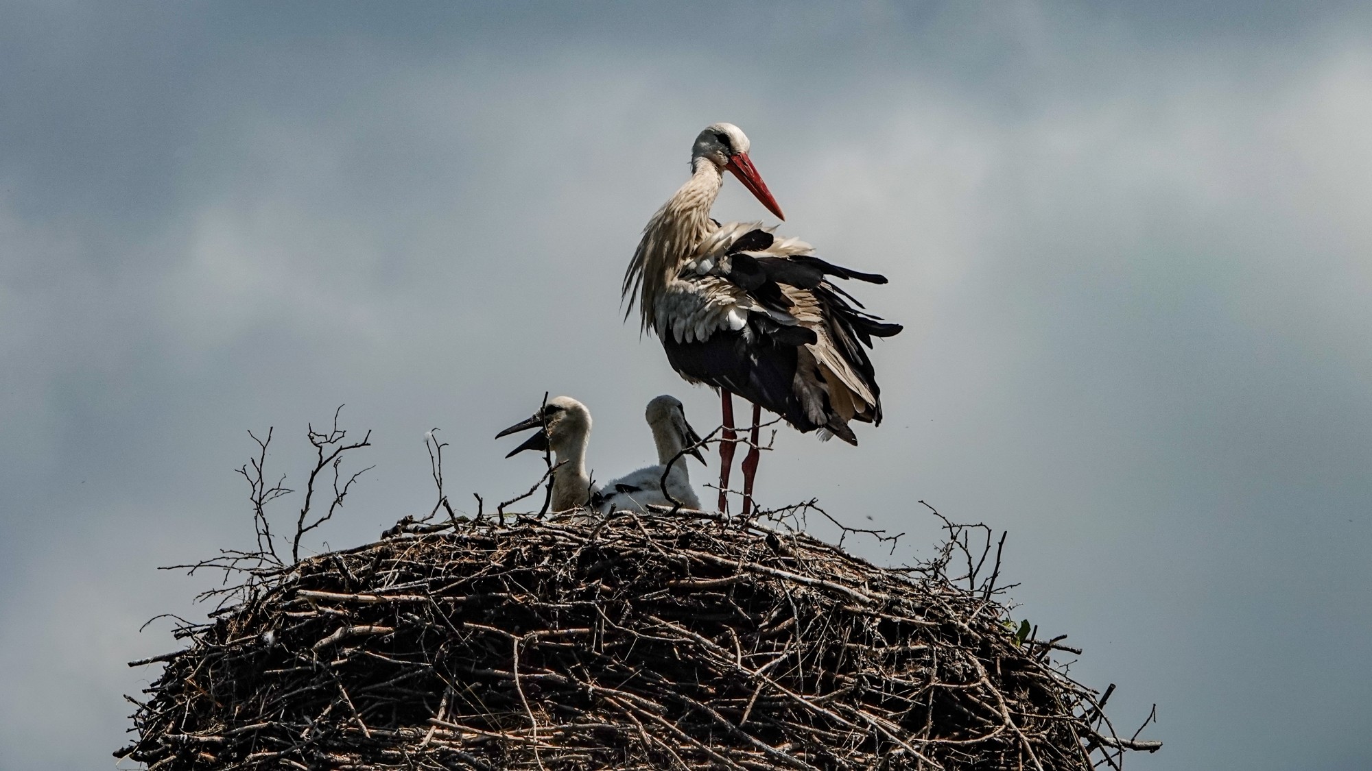 Letnie klimaty na łonie natury - zdjęcie 6