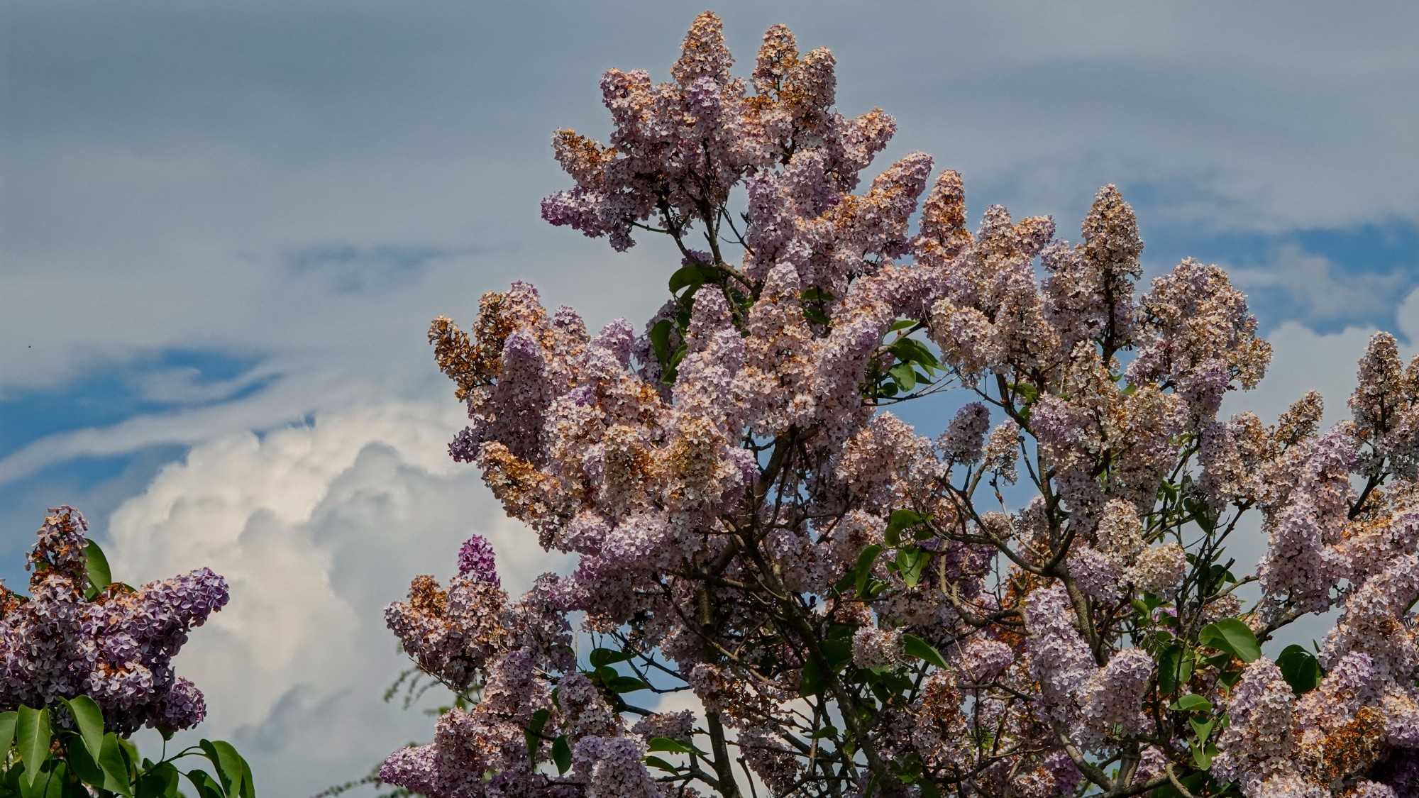 Uroki zielonej pory roku - zdjęcie 40