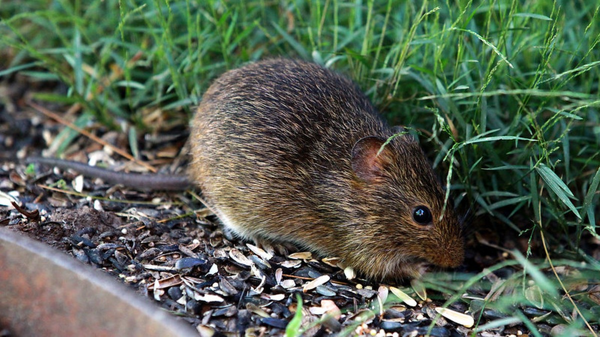 Australia: Plaga szczurów szerzy się na rybackie miasteczka. Cierpi na tym lokalna turystyka